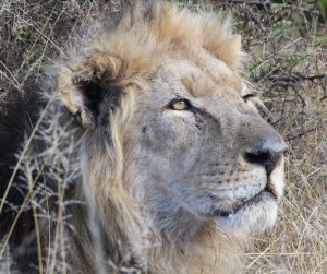 Two new lions welcomed at Mountain Zebra National Park in Nxuba