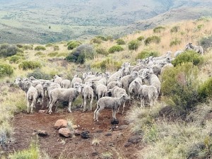 Police recovered 63 stolen sheep in Lady Grey operation after tip-off