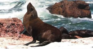 Rabies confirmed in seal found at Sardinia Bay, Gqeberha