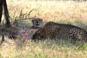 Cheetahs return to Eswatini after more than 35 years