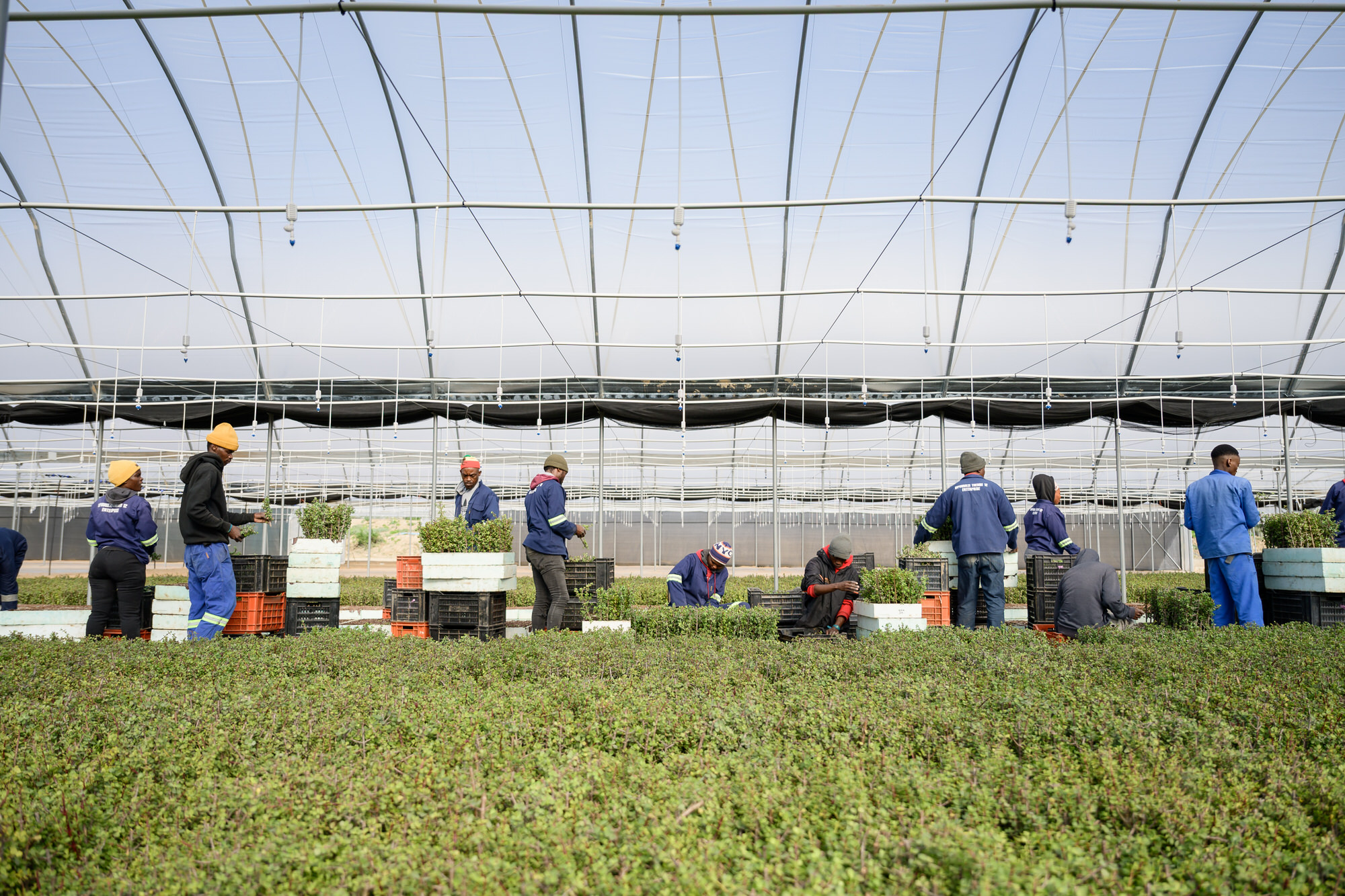 Amazon said its investment will support the planting of 180 million spekboom shrubs to restore degraded land outside Jansenville in the Sarah Baartman District.
