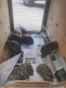 Gqeberha police seize tortoises owing to lack of permit