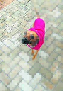 Local sanctuary seeks homes for dogs