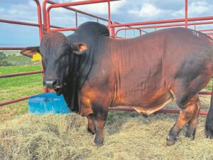 EC cattle breeders host successful auction