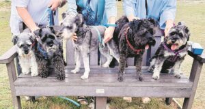Local Schnauzer club for furry friends