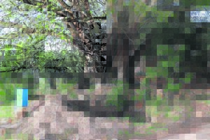 Kommer oor reuse-gat ná jaar nog nie gevul