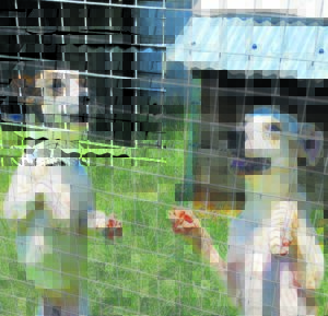 Dozens of four-legged friends homeless