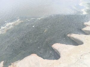 Aston Bay, Paradise Beach residents demand answers for foul stench