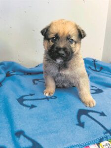 Animals eager for homes ahead of Christmas