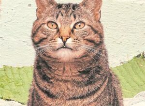 Local Sanctuary seeks lovely homes for animals