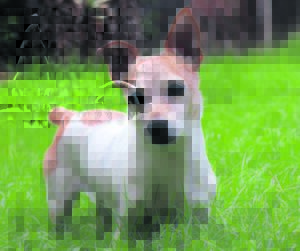 Oribi offers new home delivery service