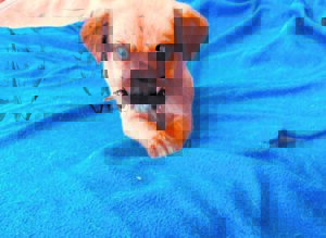 Cat, three dogs looking for new homes