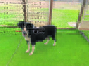 JBay Animal Rescue Sanctuary seeks homes for animals