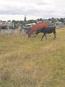State of Humansdorp Graveyard a concern