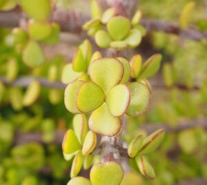 Ondersteun Jeffreysrus Aftree-oord se Spekboomfees