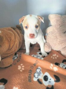 Beautiful puppies, cat in need of home