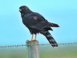 Help red Kouga se uiters skaars valk