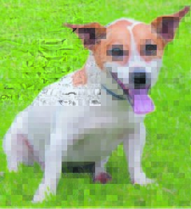 Inwoners maak huise oop vir ‘hawelose’ diere