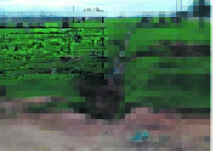 Astonbaai se stink probleme