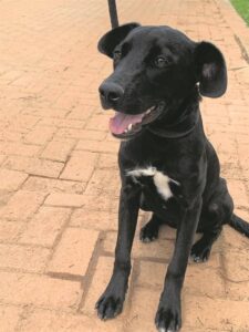 These cuties seek ‘fur’ever home