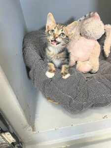 Young puppies, kittens seek loving home