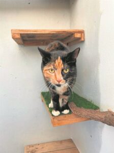 Fluffy cats seek loving home