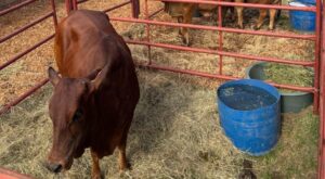 Eastern Cape breeders to auction best cattle in Jeffreys Bay