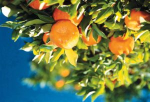 Skole gaan baat by sitrusverkope