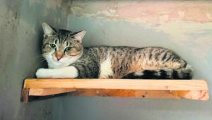 Cats seek new home