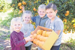 Gewilde nartjiefees uitgestel