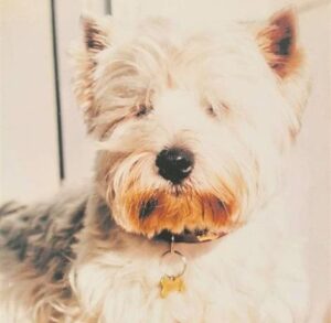 Christmas pet food drive for local animal sanctuary