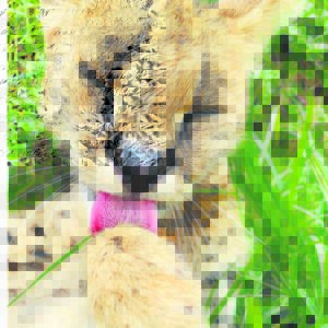 Sanctuary in need of volunteers, donations