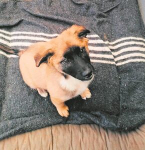 Animal sanctuary seeks homes for puppies