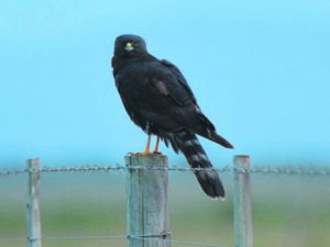 Greater Kabeljous: Concerns heighten as land invasion expands