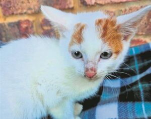 Loving animals seek new homes