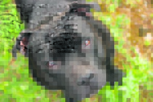 R15 000 reward for missing Patensie dog