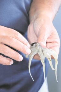 A culinary journey through SA’s Calamari Capital