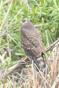 Black Harrier in more danger than black rhino