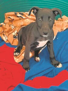 Puppies, kittens seek new homes