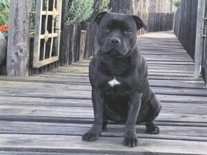 Family desperately seek missing dog in Patensie