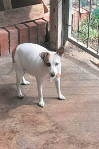 Bike rally to be held in aid of JBay Animal Rescue Sanctuary