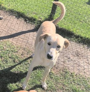 SPCA Assisi seeking loving homes for dogs