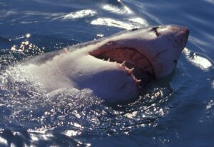 Fisherman faces shark bite in release attempt