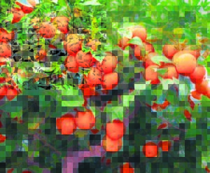 Sitruskursus aangebied vir leerders vanaf 2023