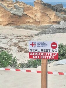 Rare elephant seal moulting stuns beachgoers