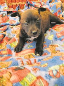 Animals desperately need new home