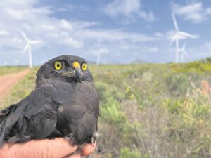 Conservation efforts to protect endangered Black Harrier raptor