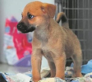 Multiple animals seek new homes