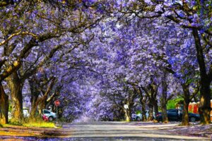 VERONICA VERTEL | Blom waar jy geplant is