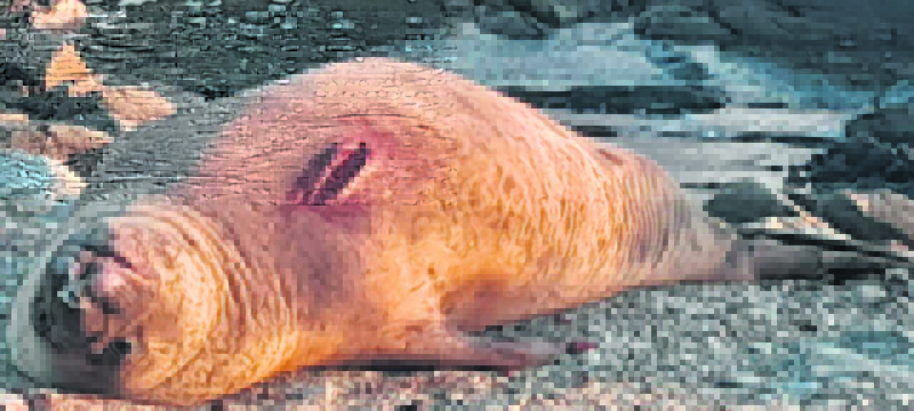 WATCH: Rare elephant seal moulting stuns beachgoers